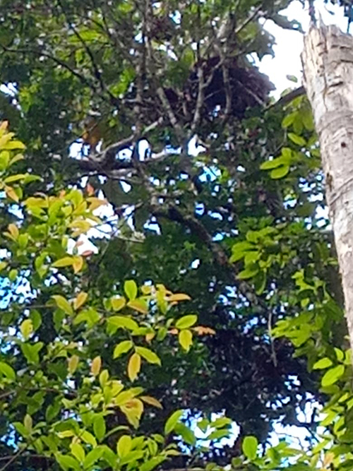 Orangutan Monitoring in Ramba Sihasur village, Sipirok subdistrict of South Tapanuli Regency (April 21, 2024)